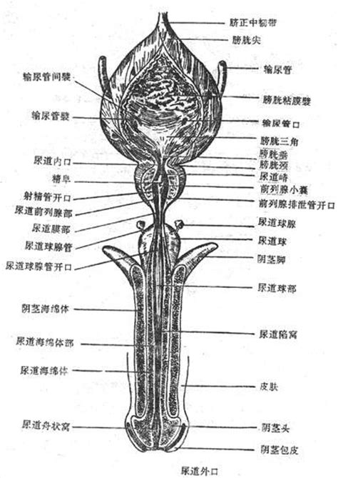 男人生殖系統|人體解剖學/男性生殖器